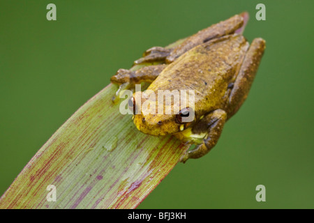 Un treefrog appollaiato su un bromeliad nella valle Tandayapa dell Ecuador. Foto Stock