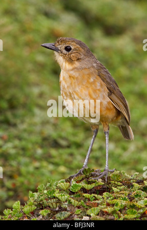 Bruno Antpitta (Grallaria quitensis) appollaiato sulla vegetazione paramo negli altopiani del Ecuador. Foto Stock