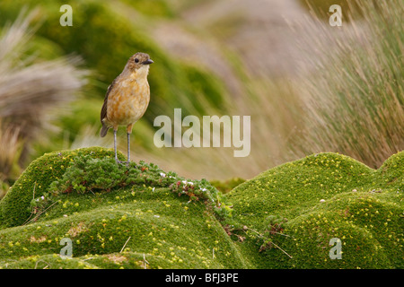 Bruno Antpitta (Grallaria quitensis) appollaiato sulla vegetazione paramo negli altopiani del Ecuador. Foto Stock