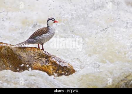 Torrent anatra (Merganetta armata) arroccata su una roccia a fianco di un flusso impetuoso nelle highlands centrali di Ecuador. Foto Stock