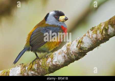 Toucan Barbet (Semnornis ramphastinus) appollaiato su un ramo a Mindo Loma riserva nel nord-ovest in Ecuador. Foto Stock