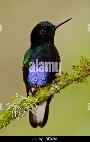 Un Velluto viola-Coronet (Boissonneaua jardini) appollaiato su un ramo in Tandayapa Valle dell Ecuador. Foto Stock