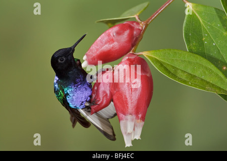 Velluto viola-Coronet (Boissonneaua jardini) appollaiato su un ramo a Mindo Loma riserva nel nord-ovest in Ecuador. Foto Stock