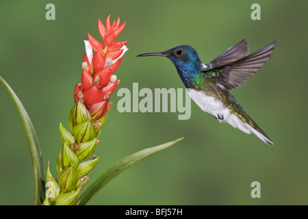 Bianco-colli (giacobina Florisuga mellivora) alimentando ad un fiore durante il volo a Bueneventura Lodge nel sud-ovest dell'Ecuador. Foto Stock