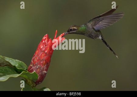 Bianco-whiskered eremita (Phaethornis yaruqui) alimentando ad un fiore mentre vola nel Milpe riserva nel nord-ovest in Ecuador. Foto Stock