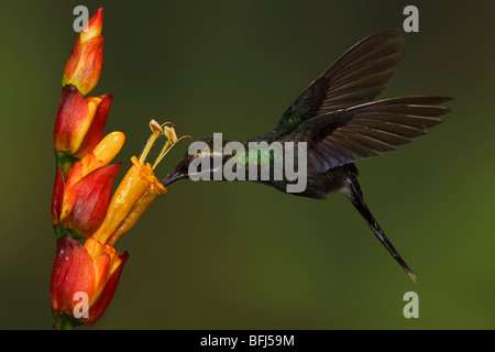 Bianco-whiskered eremita (Phaethornis yaruqui) alimentando ad un fiore mentre vola nel Milpe riserva nel nord-ovest in Ecuador. Foto Stock