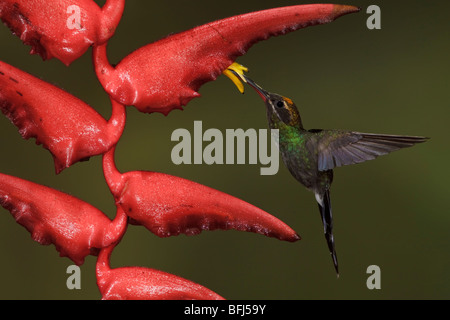 Bianco-whiskered eremita (Phaethornis yaruqui) alimentando ad un fiore mentre vola nel Milpe riserva nel nord-ovest in Ecuador. Foto Stock