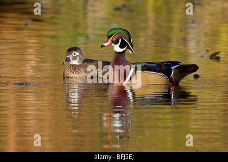 Anatra di legno (Aix sponsa) nuoto su un golden pond in Victoria, BC, Canada. Foto Stock