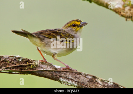 Giallo-browed Sparrow (Ammodramus aurifrons) appollaiato su un ramo vicino Parco Nazionale Podocarpus nel sud-est Ecuador. Foto Stock