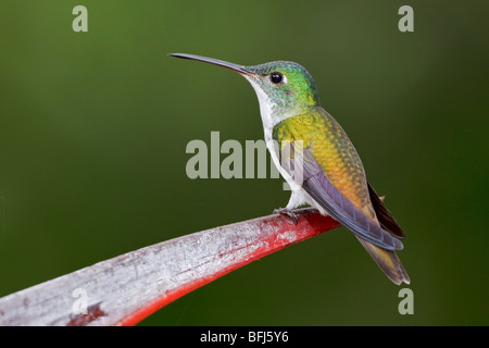 Un andina hummingbird Smeraldo (Amazilia franciae) appollaiato su un ramo in Tandayapa Valle dell Ecuador. Foto Stock