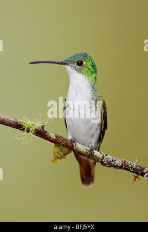 Un andina hummingbird Smeraldo (Amazilia franciae) appollaiato su un ramo in Tandayapa Valle dell Ecuador. Foto Stock