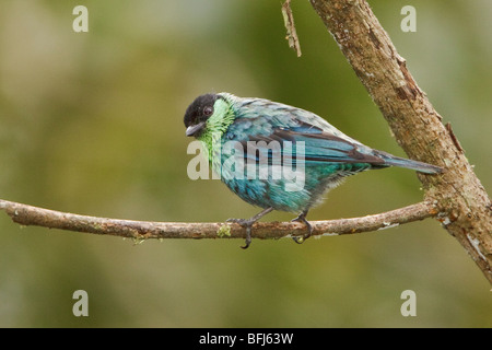 Nero-capped Tanager (Tangara heinei) appollaiato su un ramo in Tandayapa Valle dell Ecuador. Foto Stock