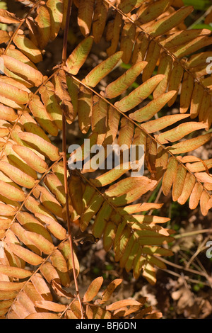 Royal (felce Osmunda regalis). La parte inferiore di un frond. Ottobre. L'autunno. Calthorpe ampia NNR. Foto Stock