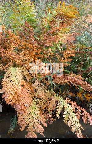 Royal (felce Osmunda regalis). Colori dell'autunno. Ottobre. Foto Stock