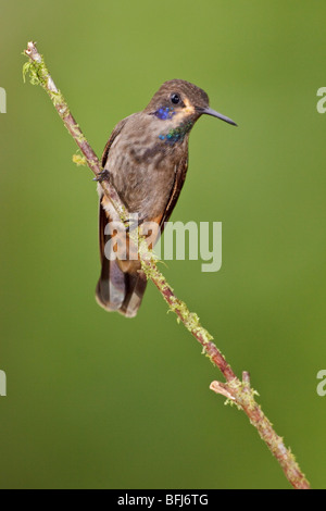 Brown Violetear Hummingbird (Colibri delphinae) appollaiato su un ramo a Buenaventura Lodge nel sud-ovest dell'Ecuador. Foto Stock