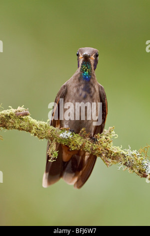 Brown Violetear Hummingbird (Colibri delphinae) appollaiato su un ramo a Buenaventura Lodge nel sud-ovest dell'Ecuador. Foto Stock