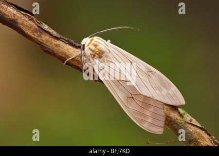 Una falena nella valle Tandayapa dell Ecuador. Foto Stock