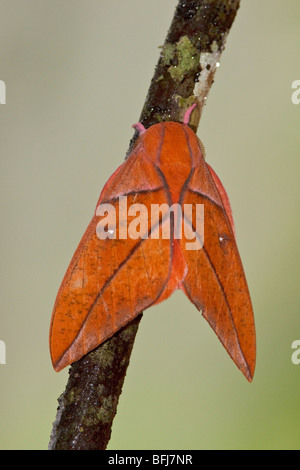 Una falena nella valle Tandayapa dell Ecuador. Foto Stock