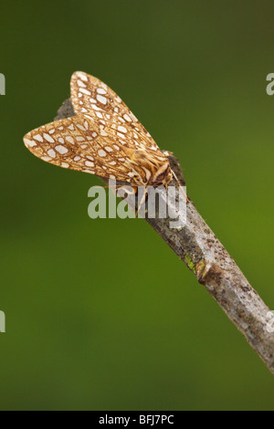 Una falena nella valle Tandayapa dell Ecuador. Foto Stock