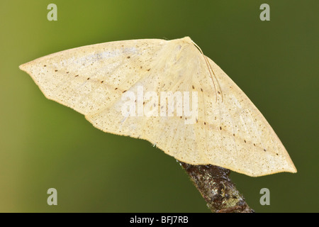 Una falena nella valle Tandayapa dell Ecuador. Foto Stock