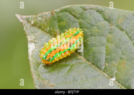 Un bruco nel Parco Nazionale Podocarpus nel sud-est Ecuador. Foto Stock