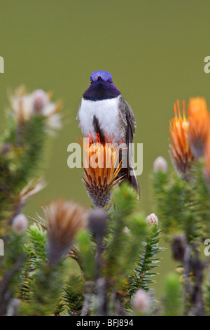 Hillstar ecuadoriana (Oreotrochilus chimborazo) appollaiata su una pianta flowering negli altopiani del Ecuador Foto Stock