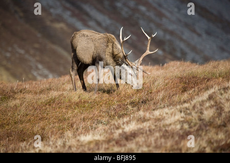 Red Deer cervo (Cervus elaphus)pascolando nelle Highlands scozzesi Foto Stock