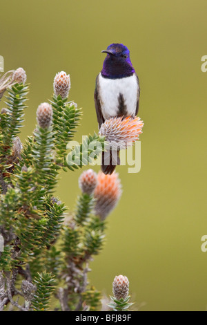 Hillstar ecuadoriana (Oreotrochilus chimborazo) appollaiata su una pianta flowering negli altopiani del Ecuador Foto Stock