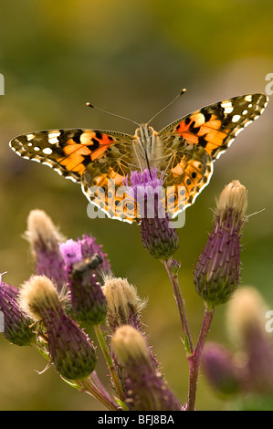 Dipinto di lady butterfly Foto Stock