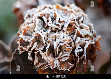 Un morente testa mop hydrangea coperto di brina Foto Stock