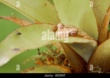 Un treefrog appollaiato su un bromeliad nella valle Tandayapa dell Ecuador. Foto Stock