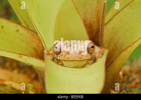 Un treefrog appollaiato su un bromeliad nella valle Tandayapa dell Ecuador. Foto Stock