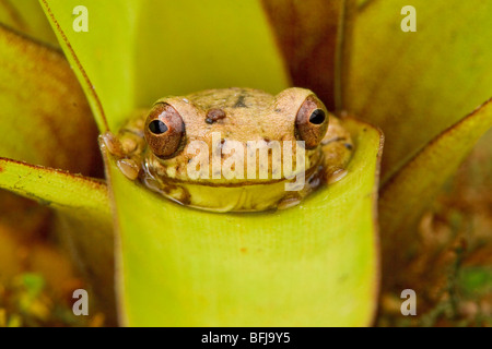 Un treefrog appollaiato su un bromeliad nella valle Tandayapa dell Ecuador. Foto Stock