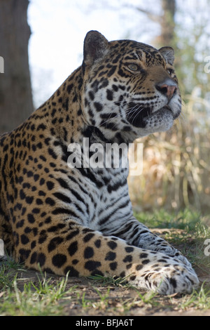 Jaguar (Panthera onca). maschio adulto. Ritratto. Attento la postura. Il corpo anteriore. Testa, spalle, arti anteriori. Close up. Foto Stock