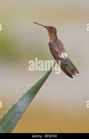 Hummingbird gigante (Patagona gigas) appollaiata su una pianta flowering vicino a Quito nelle highlands centrali di Ecuador. Foto Stock