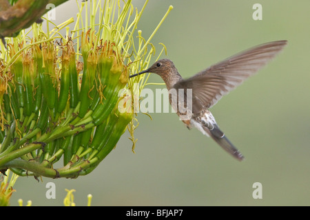 Hummingbird gigante (Patagona gigas) alimentando ad una pianta flowering vicino a Quito nelle highlands centrali di Ecuador. Foto Stock