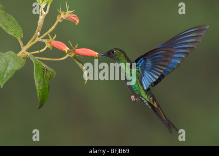 Grande Saphirewing (Pterophanes cyanopterus) battenti e alimentando ad un fiore presso la riserva di Yanacocha vicino a Quito, Ecuador. Foto Stock