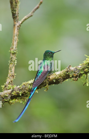 Long-tailed Sylph (Aglaiocercus kingi) appollaiato su un ramo vicino al papallacta passano nelle highlands centrali di Ecuador. Foto Stock