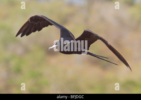 Magnifica Frigatebird (Fregata magnificens) battenti e alla ricerca di cibo lungo la costa del Ecuador. Foto Stock