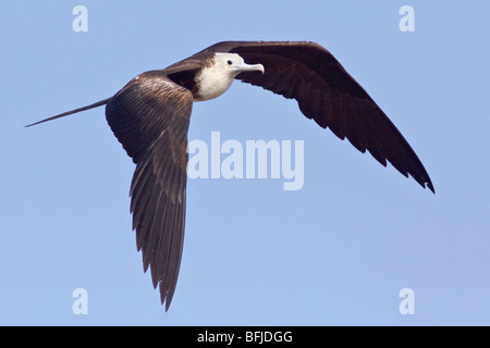 Magnifica Frigatebird (Fregata magnificens) battenti e alla ricerca di cibo lungo la costa del Ecuador. Foto Stock