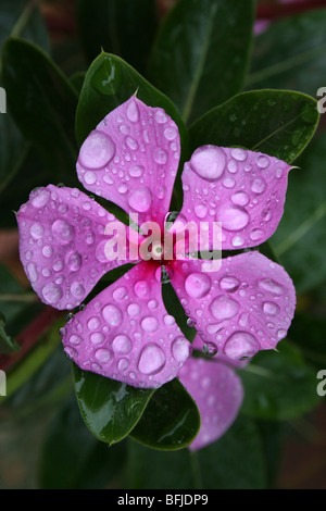 Madagascar pervinca Catharanthus roseus presi in Karatu, Tanzania Foto Stock