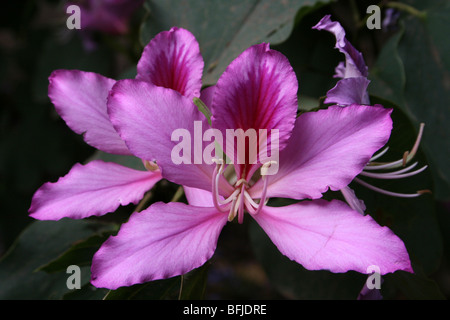 Struttura Orchid Flower Bauhinia sp. Prese ad Arusha in Tanzania Foto Stock