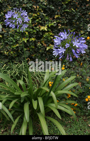 Giglio africano Agapanthus africanus prese ad Arusha in Tanzania Foto Stock