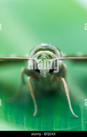 Daphnis nerii. Oleandro Hawk moth Foto Stock