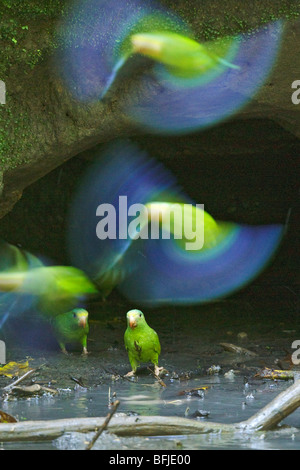 Cobalto-winged parrocchetto (Brotogeris cyanoptera) sorge nei pressi di una argilla leccare lungo il fiume Napo in Ecuador amazzonico. Foto Stock