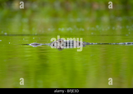 Un caimano nero prowles un flusso nella giungla amazzonica in Ecuador. Foto Stock