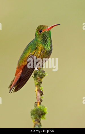 Rufous-tailed Hummingbird (Amazilia tzacatl) appollaiato su un ramo in Tandayapa Valle dell Ecuador. Foto Stock