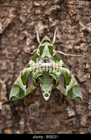 Daphnis nerii . Oleandro Hawk moth poggiante su un tronco di albero. India Foto Stock