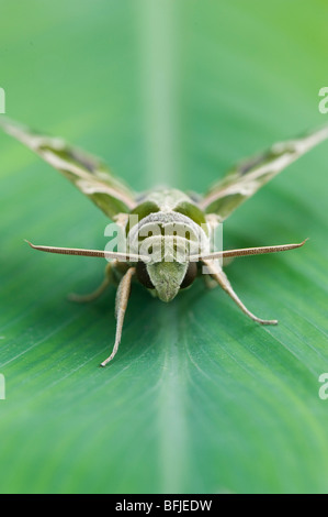 Daphnis nerii. Oleandro Hawk moth. India Foto Stock