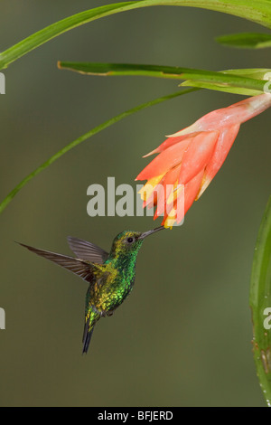 Un Western Emerald Hummingbird (melanorhyncus Chlorostilbon) alimentando ad un fiore mentre volare nella valle Tandayapa dell Ecuador. Foto Stock